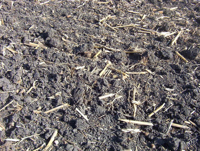 Ground cover at confluence site