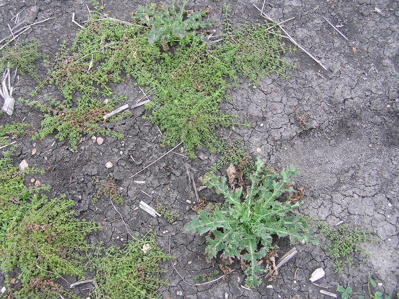 Ground cover at confluence site.