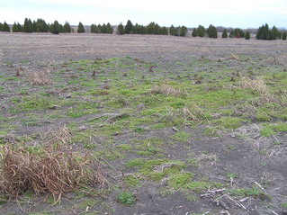 #1: Confluence of 31 North 97 West in the foreground, looking northeast.