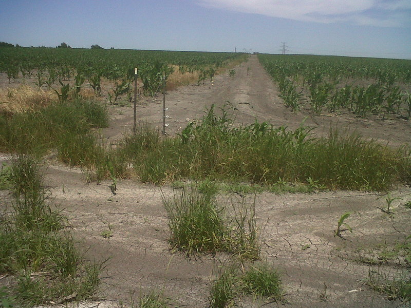 Walking path to CP