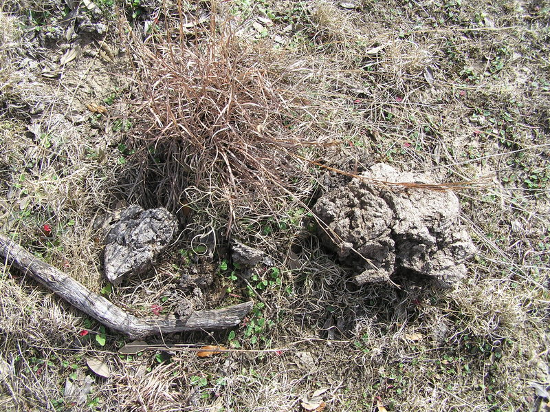 Ground cover at confluence site.