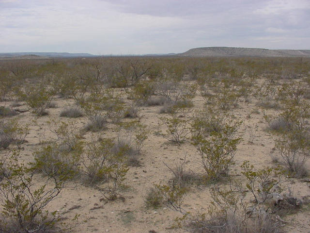 Looking West from the confluence.