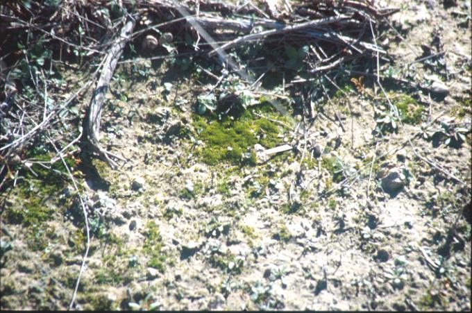 Moss at confluence