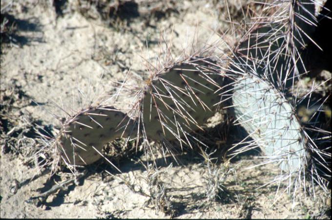 Green prickly pear