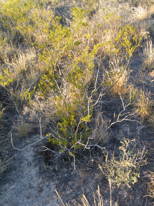 Ground cover