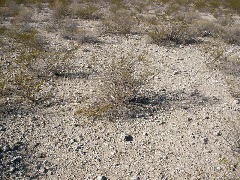 Ground cover at the confluence