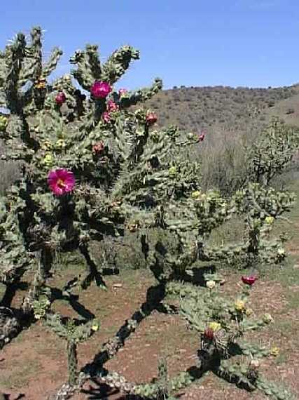 The cactus were blooming because of the recent rain