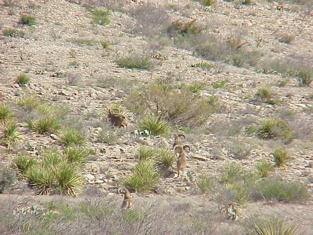 Big Horn Sheep on the run.