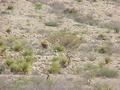 #4: Big Horn Sheep on the run.