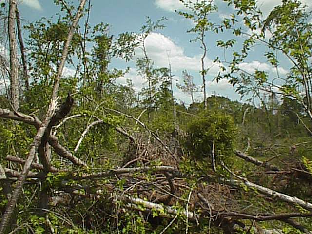 Fallen trees, passing clouds