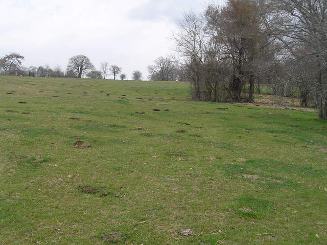 View to the north from the confluence of 32 North 96 West in Texas.