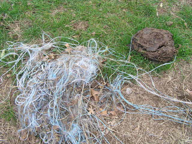 Animal hair, string, cowpies, and grass--groundcover at 32 North 96 West.