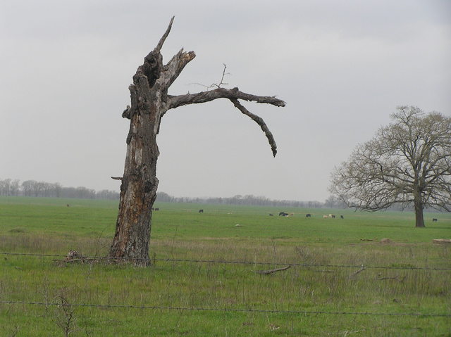 This photograph seems to capture the essence of the area, about 1 km south of the confluence, looking west.