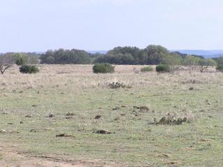 #1: A view from 300 meters north of the confluence.  (Note the forked 'confluence tree' at the far left.)