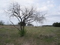 #5: East view, with shed in background behind tree