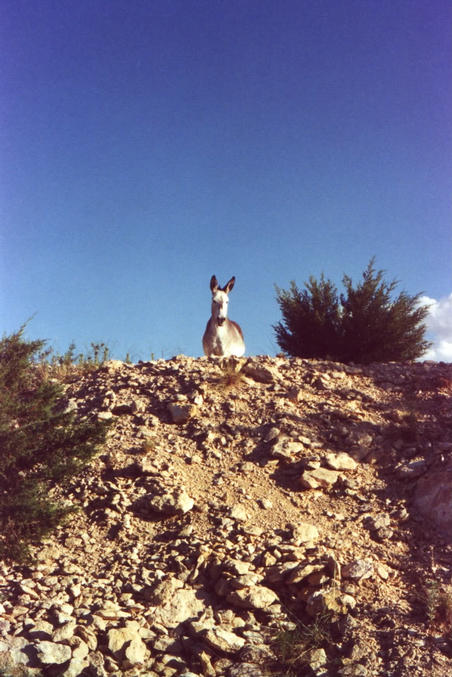 Curious local inhabitant