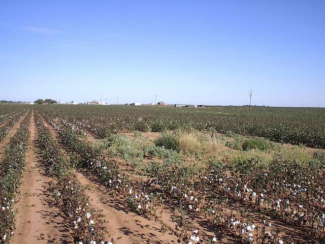 Looking East from the CP