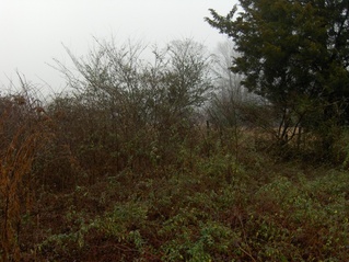 #1: VIEW TO EAST. AT 174 MTS IN THE BACKGROUND IS THE CP