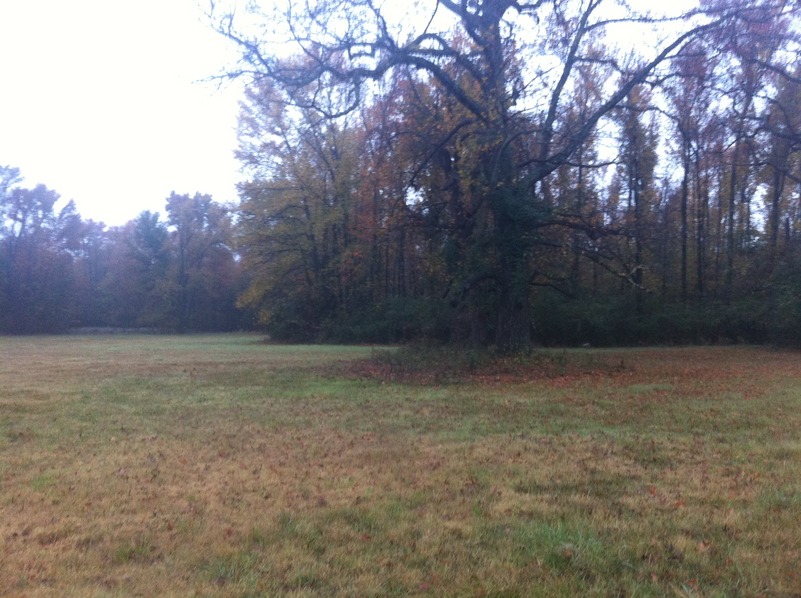 View to the south from the confluence point.