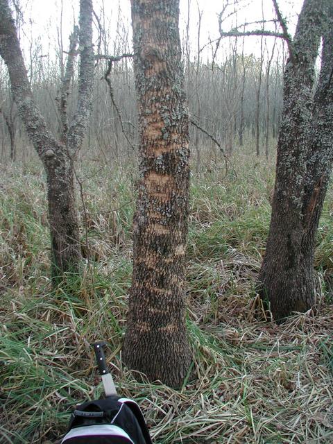 Deer rutting on tree