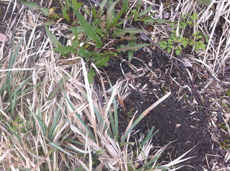 New spring growth showing through the ground cover at the confluence.