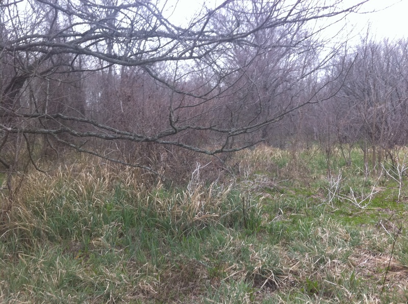 View to the north from the confluence.