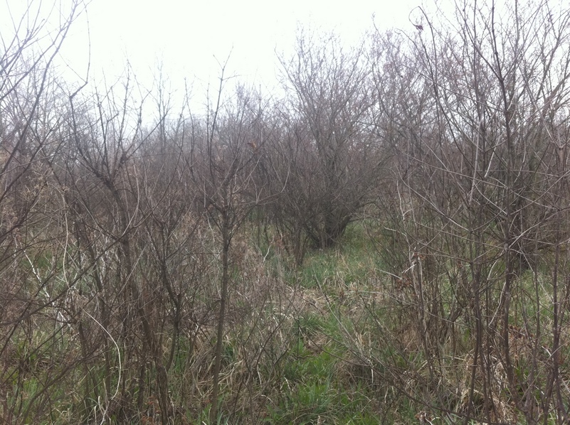 View to the south from the confluence.