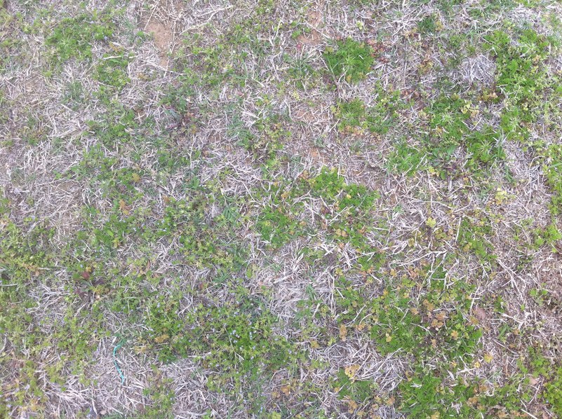 Ground cover at the confluence point.