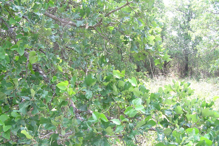 View to the east from the confluence.