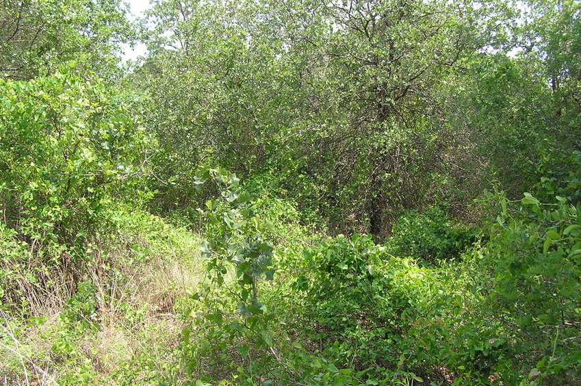 View to the north from the confluence.