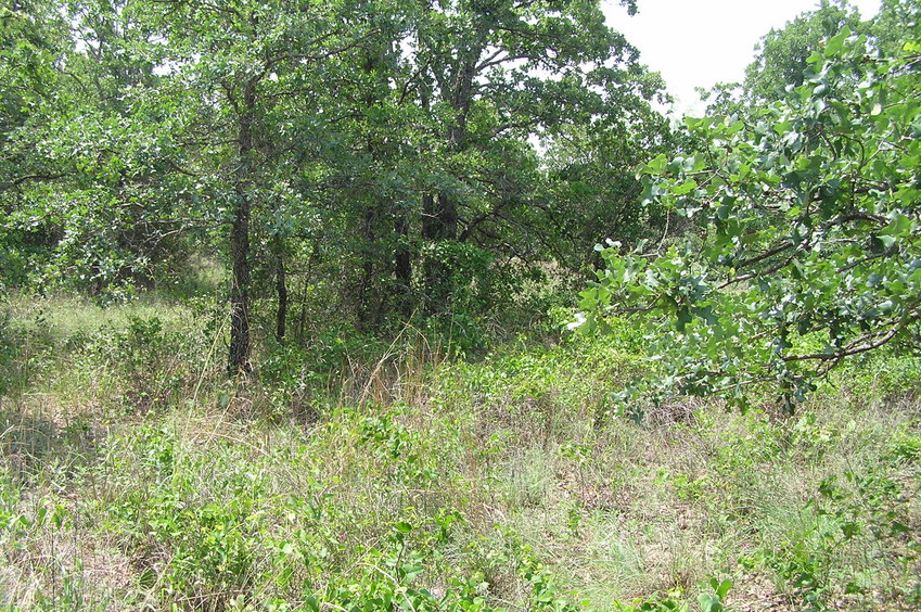 View to the south from the confluence. 