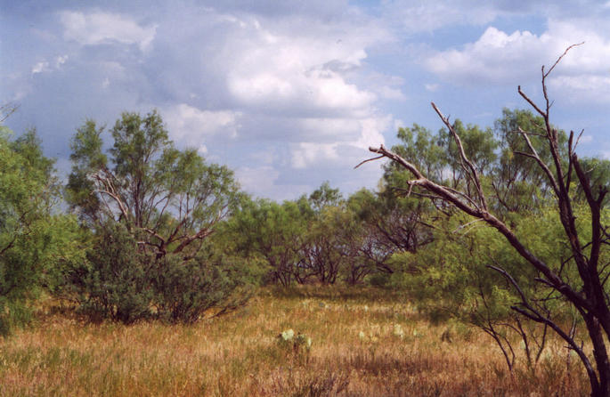 South from confluence into mesquite grove