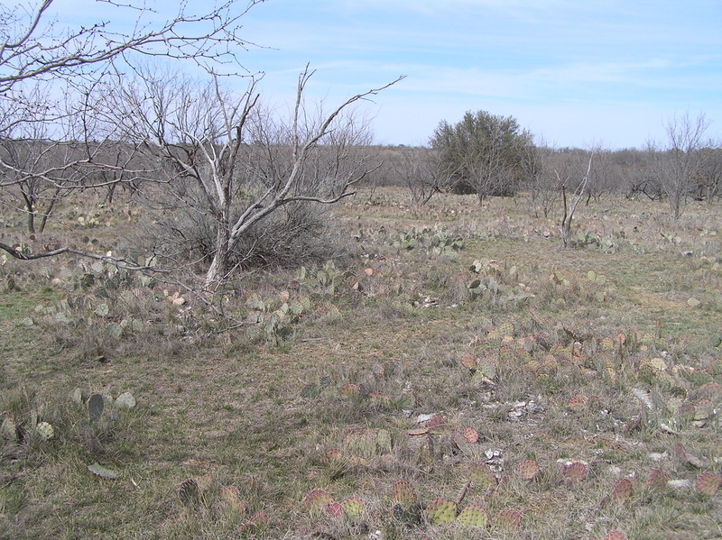 Looking north from the confluence.