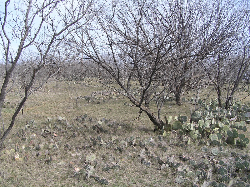 Looking east from the confluence.