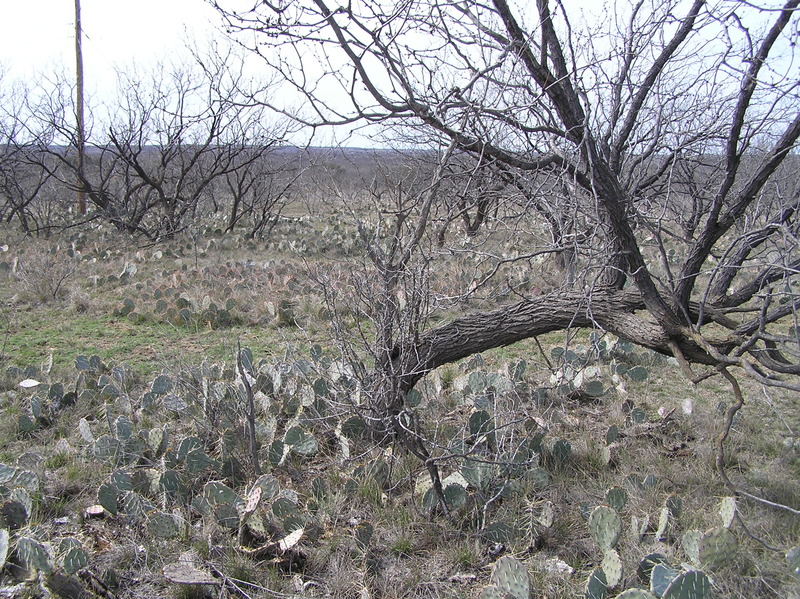 View to the west from the confluence.