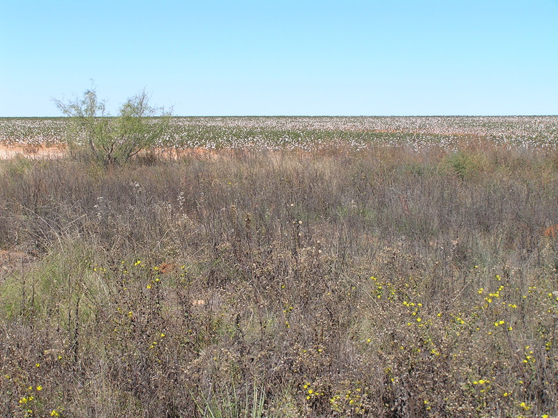 View to the north from the confluence. 