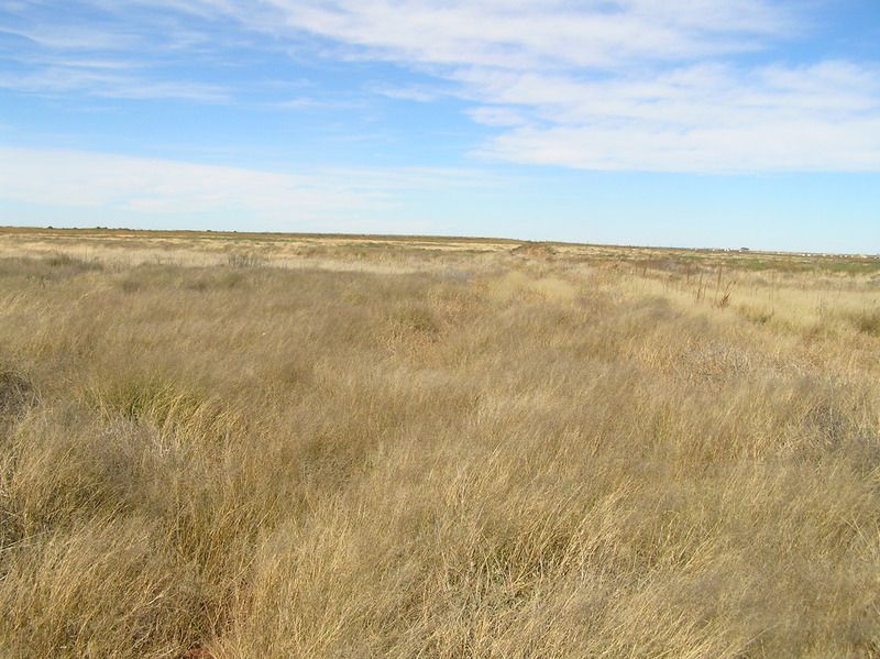 View to the north from the confluence. 