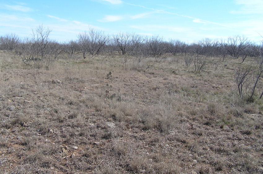 View to the south from the confluence.