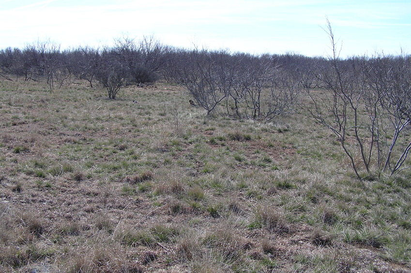 View to the west from the confluence.