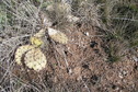 #2: Ground cover at the confluence of 34 North 99 West. 