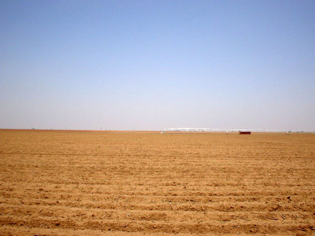 Looking north; the cotton is a comin'!