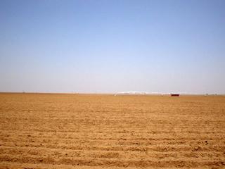 #1: Looking north; the cotton is a comin'!