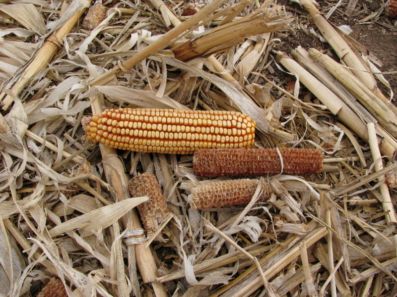 Ground cover with one missed cob