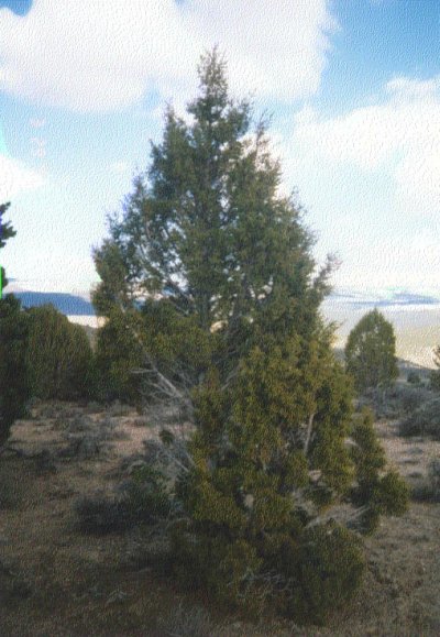 Juniper tree