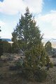 #5: Juniper tree