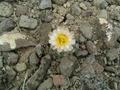 #6: prickly pear cactus in bloom