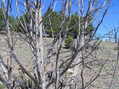 #3: View to the north past the tree marking the confluence.