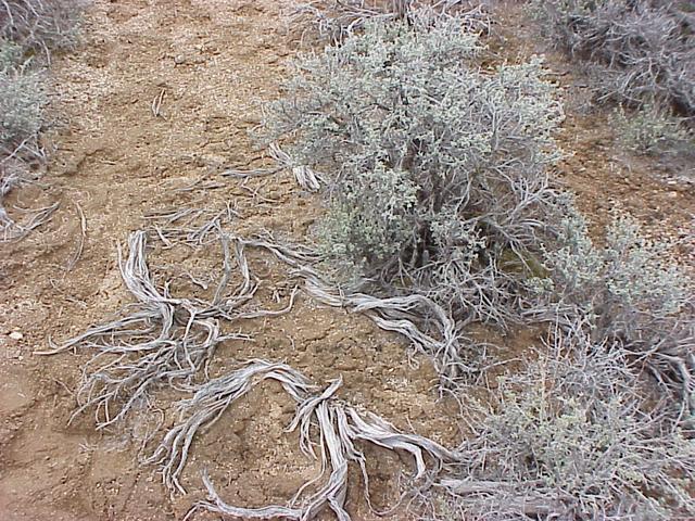 Ground cover at confluence site.