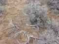 #6: Ground cover at confluence site.