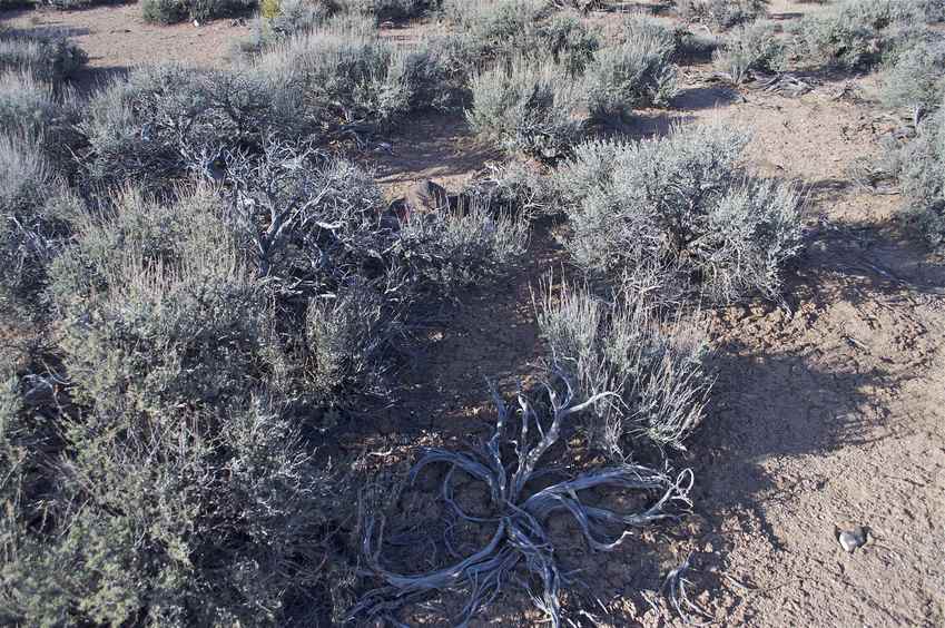 The confluence point lies in a flat area covered with sagebrush.  A rock cairn covers a jar containing a 'geocache'